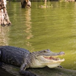 Swamp Tours Of Acadiana - Alligator