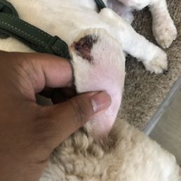 Cut ears from bad grooming