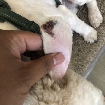 Amanda's Top Notch Grooming - Cut ears from bad grooming - Pet Groomers Near Me - Patterson, California Amanda's Top Notch Grooming - Cut ears from bad grooming - Pet Groomers Near Me - Patterson, California