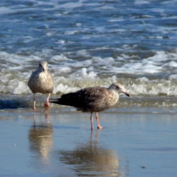 Ocean City - Sea gulls by the water's edge - Beaches Near Me - Ocean City, New Jersey Ocean City - Sea gulls by the water's edge - Beaches Near Me - Ocean City, New Jersey