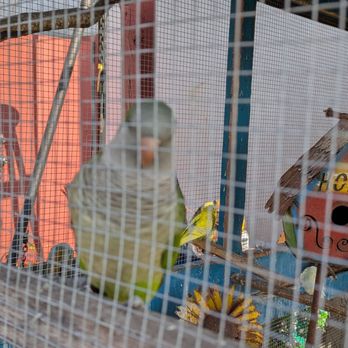 Puckett's Nursery - Resident birds - Nurseries & Gardening Near Me - Allen, Texas