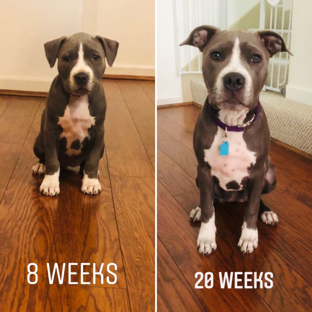 Karma Dog Training - Blue Ivy - Pet Training Near Me - Austin, Texas Karma Dog Training - Blue Ivy - Pet Training Near Me - Austin, Texas