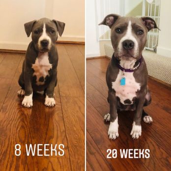 Karma Dog Training - Blue Ivy - Pet Training Near Me - Austin, Texas Karma Dog Training - Blue Ivy - Pet Training Near Me - Austin, Texas