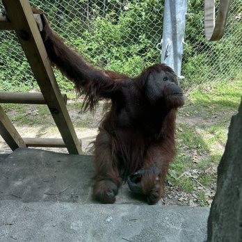 Cameron Park Zoo - Orangutan - Zoos Near Me - Waco, Texas Cameron Park Zoo - Orangutan - Zoos Near Me - Waco, Texas