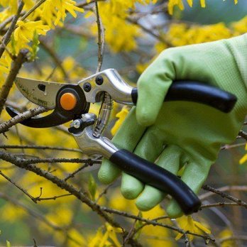 Mr. Joe's Lawn Care - a person pruning a tree - Landscaping Near Me Mr. Joe's Lawn Care - a person pruning a tree - Landscaping Near Me