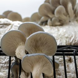 Les 400 pieds de champignon