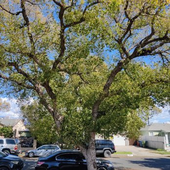 Cali Green Tree Experts - Before - Tree Services Near Me