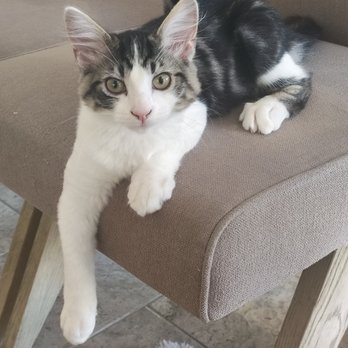 Tabby Tea Cat Lounge - Kevin - up for adoption - Veterinarians Near Me - Davis, California Tabby Tea Cat Lounge - Kevin - up for adoption - Veterinarians Near Me - Davis, California