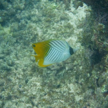 Kaimana Beach - Fish - Beaches Near Me - Honolulu, Hawaii Kaimana Beach - Fish - Beaches Near Me - Honolulu, Hawaii