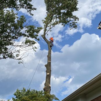 Stringfellow's Tree Service - You couldn't pay me enough to get up there. - Tree Services Near Me - Amissville, Virginia