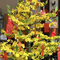 Da Nang Quan - Tết decoration