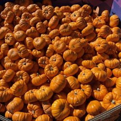 Clancy's Christmas Trees & Pumpkin Patch - Smaller paper weight pumpkins.