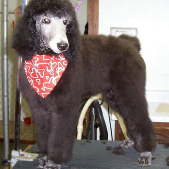 Pet Paradise - Standard Poodle Puppy - Pet Groomers Near Me - Vinton, Virginia Pet Paradise - Standard Poodle Puppy - Pet Groomers Near Me - Vinton, Virginia