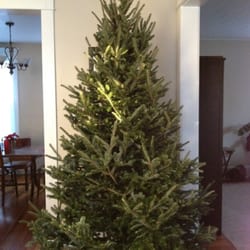 Mattern's Pine Ridge Nursery - Frazer fir in situ