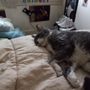 Photo of The Scratching Post