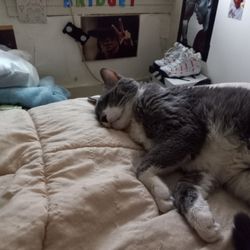 The Scratching Post