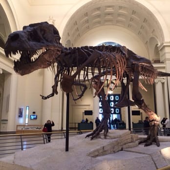 Field Museum - Sue the T-Rex - Museums Near Me - Chicago, Illinois Field Museum - Sue the T-Rex - Museums Near Me - Chicago, Illinois
