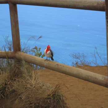 Awa'awapuhi Lookout - lookout cardinal - Hiking Near Me - Waimea, Hawaii