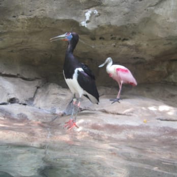 Discovery Cove - Aviary - Amusement Parks Near Me - Orlando, Florida