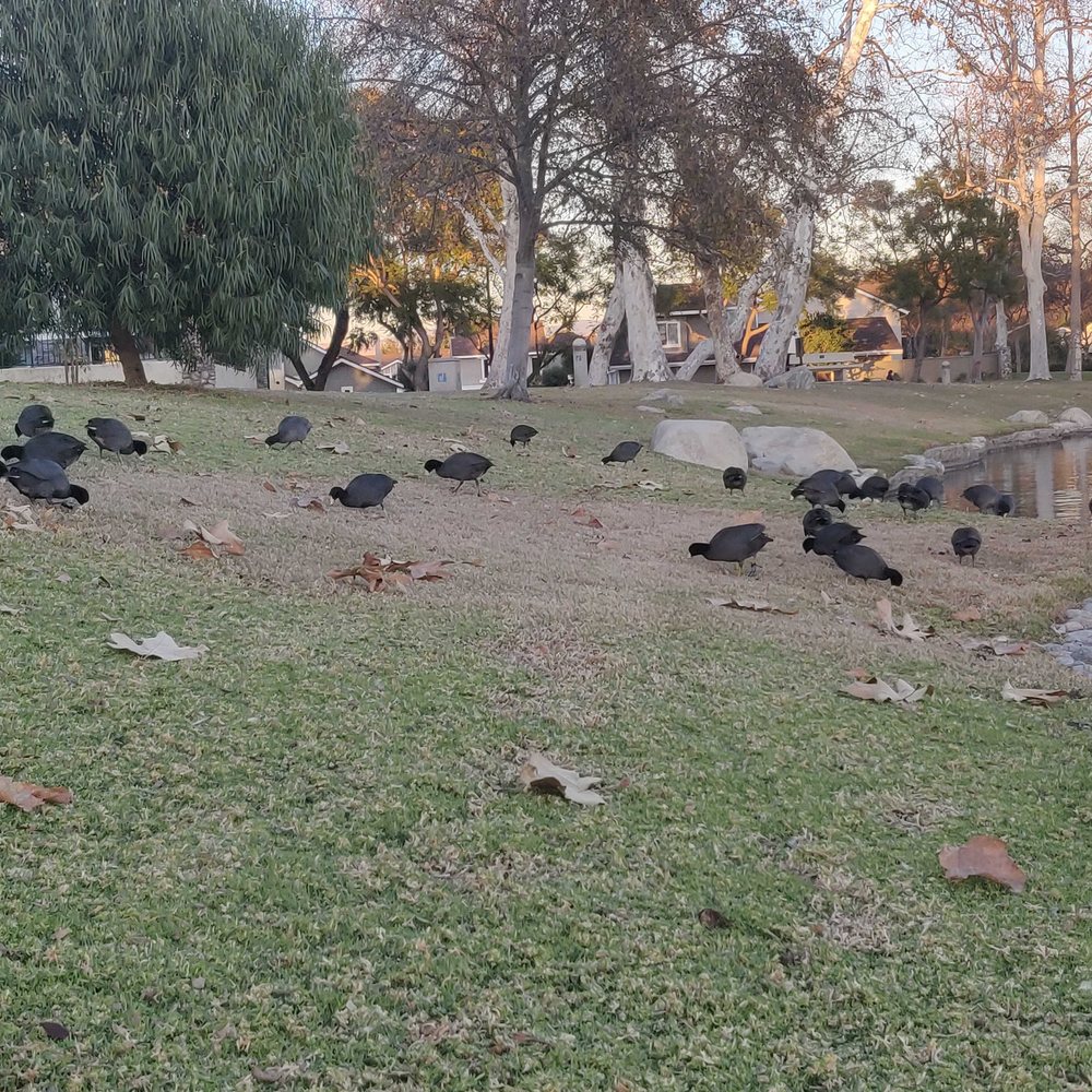 They just peck at the grass all day. Fun to watch. They just peck at the grass all day. Fun to watch.