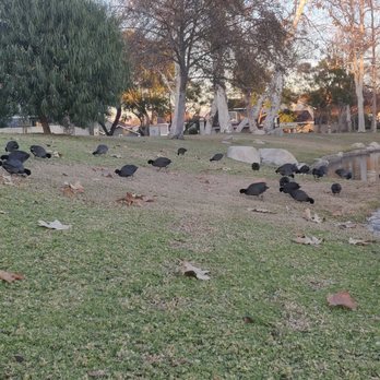 North Lake Park - They just peck at the grass all day. Fun to watch. - Parks Near Me - Irvine, California