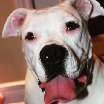 Rrruffhouse - Pet Training Near Me