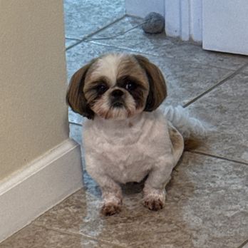 Pink Bone Grooming Salon - Chop Job haircut done by owner 01.02.2026 - Pet Groomers Near Me - Palm Harbor, Florida Pink Bone Grooming Salon - Chop Job haircut done by owner 01.02.2026 - Pet Groomers Near Me - Palm Harbor, Florida