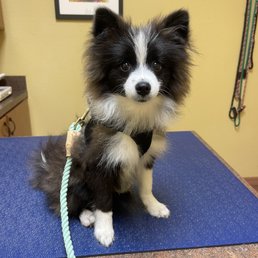 Pompeii at the vet Pompeii at the vet