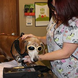 Northgate Small Animal Hospital - Northgate Small Animal Hospital Laser Therapy