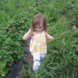 Hood Farms Peaches & Strawberries - Finding the best berry!