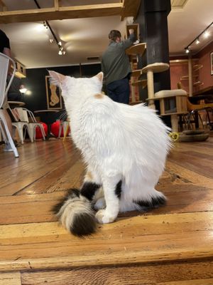 Denver Cat Company by null