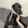 Photo of Warner Avenue Animal Hospital