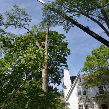 Cox Tree Service - Tree Services Near Me