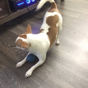 Pawsatively Elegant - Ricky before nail trim. - Pet Groomers Near Me - Yorba Linda , California