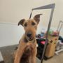 Photo of Bestfriends pets spaw