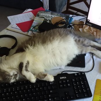 Carolyn's Mobile Cat Grooming - Such a hard worker - pre-spa. - Pet Groomers Near Me