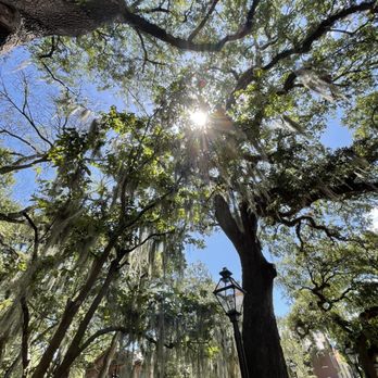 The Cistern - Summer Spanish Moss - Landmarks & Historical Buildings Near Me - Charleston, South Carolina