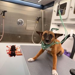 Leo’s Grooming Den