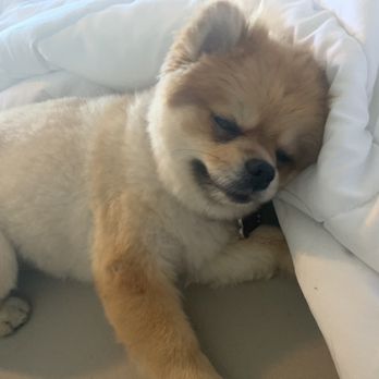 Four Paws Inn - Teddy bear cut - Pet Sitting Near Me - Banning, California