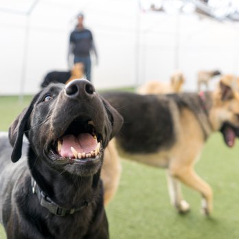 No Leash Needed - Pet Training Near Me - St. Louis, Missouri No Leash Needed - Pet Training Near Me - St. Louis, Missouri