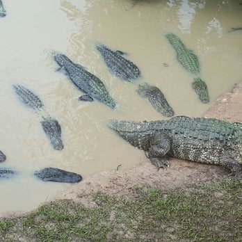 Gator Country - Zoos Near Me - Beaumont, Texas Gator Country - Zoos Near Me - Beaumont, Texas