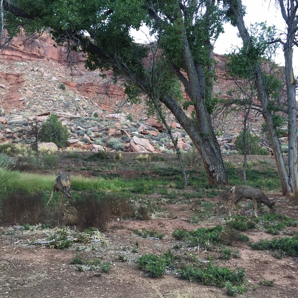 South Campground - Campgrounds Near Me - Springdale, Utah South Campground - Campgrounds Near Me - Springdale, Utah