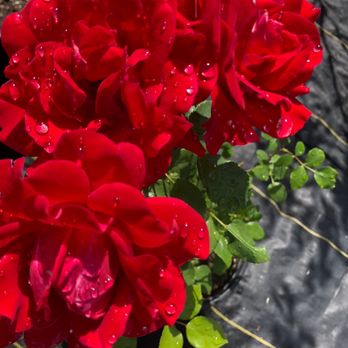Joe's Greenhouse - Roses - Nurseries & Gardening Near Me - Layton, Utah Joe's Greenhouse - Roses - Nurseries & Gardening Near Me - Layton, Utah