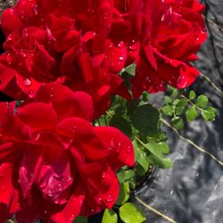 Joe's Greenhouse - Roses