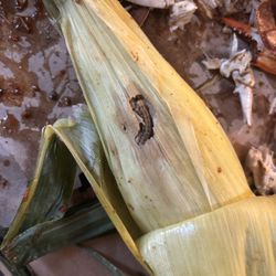 Captain Jim's Crabs - Corn w bug