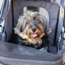 Riverwalk Pet Hospital & Resort - Mika