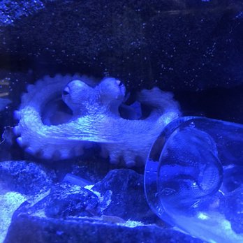 Atlantic City Aquarium - Octopus - Aquariums Near Me - Atlantic City, New Jersey