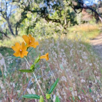 Huddart County Park - Huddart County Park - Parks Near Me - Woodside, California Huddart County Park - Huddart County Park - Parks Near Me - Woodside, California