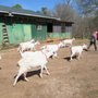 Photo of Decimal Place Farm