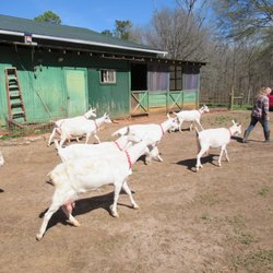 Decimal Place Farm - Farmer Mary leading the goats.